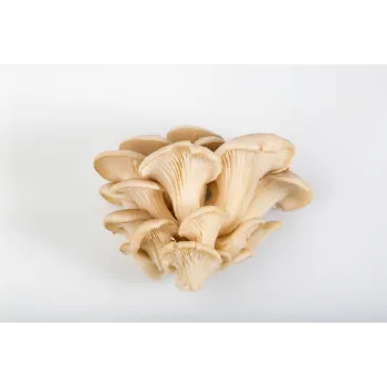 Natural Mushroom